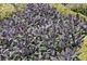 Szałwia lekarska (Salvia officinalis)  pochodzi z  rejonu Morza Śródziemnego