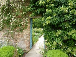 Na murze po lewej Clematis montana "Marjorie", a po prawej Hydrangea petiolaris