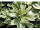 Runianka japońska o biało obrzeżonych liściach - dobra roślina okrywowa do cienia