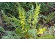 Corydalis cheilantifolia  to zimozielona bylina, rosnąca do wysokości 30 cm, a wyglądem przypomina delikatną paproć, choć nie jest członkiem rodziny paproci, jak sugeruje jej wygląd