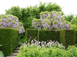 Niebieska wisteria