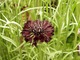 Centaurea jacea "Jody"       fot. Joanna Tworek