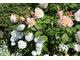 W Ogrodzie Białym (White Garden) kwitły róże, dziewanny, firletki, goździki brodate, lilie królewskie, dzwonki i kilka innych roślin