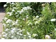 Białe firletki (Lychnis coronaria "Alba") i białe goździki brodate (Dianthus barbatus) w White Garden