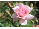 Czerwiec w Hidcote Manor to idealny miesiąc na wizytę, jeśli chcemy podziwiać róże
