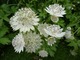 Roślina, którą znam z programów "Gardeners's World" BBC  -  Astrantia major (jarzmianka) i uprawiam już od dawna.