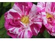 Rosa gallica "Versicolor"