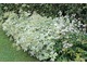  Aegopodium podagraria "Variegatum" - podagrycznik urośnie także na suchym stanowisku, ale potrafi zadusić inne rośliny