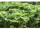 Kokoryczka wielokwiatowa (Polygonatum multiflorum) - atrakcyjna roślina do leśnych i cienistych zakątków w ogrodzie