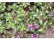  Lamium maculatum "Roseum" - jasnota plamista nie znosi silnego słońca i wymaga gleby próchnicznej, niezbyt suchej