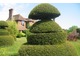 Topiary w kształcie figur szachowych