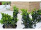 Topiary tworzone w ramce z drutu