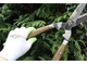 Narzędzia ogrodnicze dobrej jakości są koniecznością dla każdego ogrodnika - artysty. Na zdj. doskonałe nożyce szpalerowe Joseph Bentley