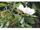 Kwitnący okaz zimozielonej Magnolia grandiflora