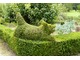 Topiary z bukszpanu (Buxus sempervirens) są dostępne w szerokiej gamie kształtów i rozmiarów. Figury zwierząt to dość ekstrawagancka ozdoba ogrodu