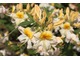 Azalia pontyjska "Silver Slipper" gubi liście na zimę. Przyznacie, że kwiaty ma piękne
