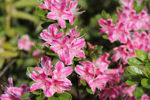 Azalia japońska "Kermesina Rose" to niski krzew o zwartym pokroju i dobrej mrozoodporności, kwiaty ma paskowane