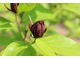 Kielichowiec wonny - Calycanthus floridus  jest obsypany brunatno-czerwonymi kwiatami o średnicy do 4-5 cm