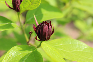 Kielichowiec wonny - Calycanthus floridus  jest obsypany brunatno-czerwonymi kwiatami o średnicy do 4-5 cm