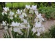 Iris sanquinea "Albiflora"