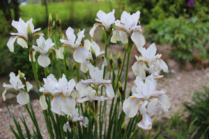 Iris sanquinea "Albiflora"