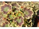 Pelargonia  "Mrs Pollock" o kolorowych liściach 