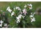 Wawrzynek Burkwooda (Daphne x burkwoodii) ma kwiaty różowe w pąkach, potem bladoróżowe, silnie pachnące. Kwitnie w maju-czerwcu