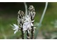 Asphodel albus o białych kwiatach, roślina z rejonu Morza Śródziemnego. Przyznam, że wcześniej nigdy o niej nie słyszałam