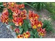 Ciekawe wielokwiatowe tulipany "Colour Spectacle"