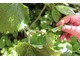Słynny stopowiec himalajski  (Podophylum emodii) i "zielone ręce" Łucji