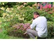 Witek fotografuje różaneczniki i azalie