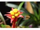 Rośliny z rodziny Bromeliaceae mają niesamowicie kolorowe kwiatostany, na zdjęciu Guzmania,  fot. Witold Młoźniak