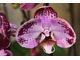 Phalaenopsis trzymane w domu może kwitnąc dwa lub trzy miesiące, fot. Witold Młoźniak