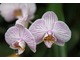 Phalaenopsis "Malibu Bistro" ma wspaniałe jasnoróżowe kwiaty z ciemniejszym różowym unerwieniem oraz pięknymi wargami z czerwono-pomarańczowym akcentem, fot. Witold Młoźniak