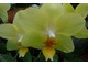 Storczyk Phalaenopsis jest powszechnie znany jako ćmówka, gdyż jego kwiaty umieszczone na smukłych łodygach wyglądają jak ćmy, fot. Witold Młoźniak