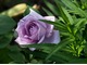"Mainzer Fastnacht" - róża wielkokwiatowa zaliczana do grupy tzw. niebieskich róż, fot. Anna Ścigaj.