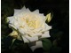 "Mount Shasta" - popularna odmiana, moja ulubiona biała róża, fot. Anna Ścigaj.