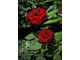 "Barkarole" - tzw. "czarna róża", o aksamitnych płatkach, bardzo ciemna w pąku i ukazująca ciemny odcień czerwieni w rozkwicie, fot. Anna Ścigaj.