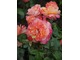 "Augusta Luise" - dobrze znana róża nostalgiczna o dużych, karbowanych, pachnących kwiatach, o zmiennej kolorystyce, fot. Anna Ścigaj.