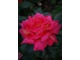 "Coronado" - jedna z róż, której rodzicem jest słynna róża "Peace", o bardzo dużych kwiatach i przyjemnym zapachu, fot. Anna Ścigaj.
