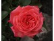 "Freude" - powoli zapominana odmiana, a szkoda, bo jako jedna z nielicznych róż wielkokwiatowych posiada certyfikat jakości ADR za rok 1975, fot. Anna Ścigaj.