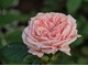 "Stile '800" - Barni. Piękne kwiaty w stylu starych róż, o intensywnym zapachu, fot. Anna Ścigaj.