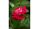 "Osiria" - przykład dwubarwnej róży, fot. Anna Ścigaj.