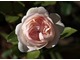 "Sebastian Kneipp" - róża, która zdobywa u nas coraz większą popularność, fot. Anna Ścigaj.