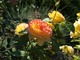 'Yellow Garnish" - mieszaniec herbatni o bardzo dużych kwiatach, hodowca nieznany, fot. Anna Ścigaj.