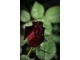 "Mister Lincoln" - kolejny przykład "czarnej róży", fot. Anna Ścigaj.