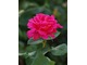 "Pink Peace" - róża wielkokwiatowa często spotykana w naszych ogrodach, fot. Anna Ścigaj.