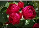 "Ascot" - róża wielkokwiatowa, nostalgiczna. Przykład róży z większą ilością kwiatów na pędzie, fot. Anna Ścigaj.