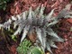 Athyrium niponicum "Pictum" - elegancka paproć o  głęboko wciętych, szaro-zielonych liściach z nutką srebra i purpury. Jest doskonałym towarzyszem dla cieniolubnych bylin 