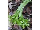 Phyllitis scolopendrium "Furcata" - ta odmiana języcznika zwyczajnego ma grzebieniaste liście, jest zimozielona i wytrzymała 